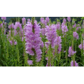 Физостегия "Physostegia"