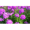 Флокс "Phlox"