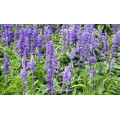Шалфей "Salvia"
