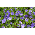 Барвинок "Vinca"