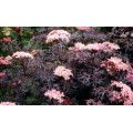 Бузина "Sambucus"