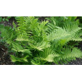 Папоротник "Athyrium"