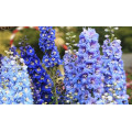 Дельфиниум "Delphinium"