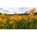 Крокосмия "Crocosmia"