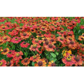 Гелениум "Helenium"