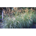 Мискантус "Miscanthus"