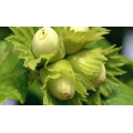Лещина "Corylus"