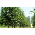 Липа крупнолистная "Tilia platyphyllos"
