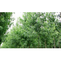 Клен сахаристый "Acer saccharinum"
