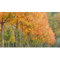 Рябина Додонг "Sorbus Dodong"