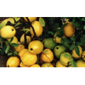 Айва "Chaenomeles"