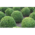 Самшит "Buxus"