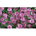 Астранция "Astrantia"