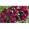 Мальва "Alcea"