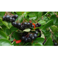 Рябина "Sorbus"