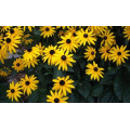 Рудбекия "Rudbeckia"