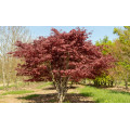 Клен японский веерный "Acer palmatum"