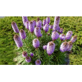 Лиатрис "Liatris"