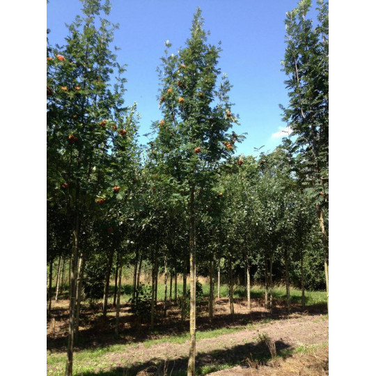 Рябина обыкновенная "Sorbus"