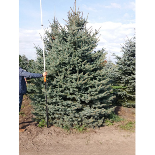 Ель колючая Глаука "Glauca"