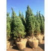 Сосна обыкновенная "Pinus"