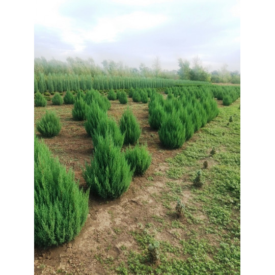 Можжевельник китайский "Stricta"