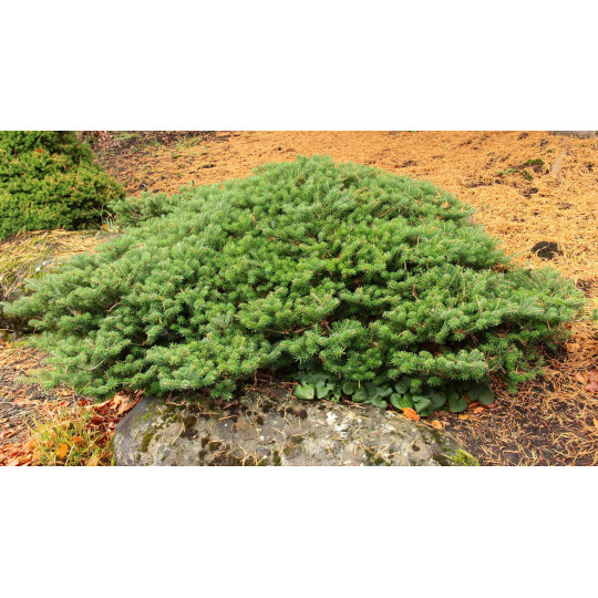 Пихта корейская "Green carpet"