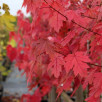 Клен красный Отом Блейз "Autumn Blaze"