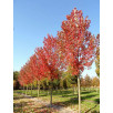 Клен красный Отом Блейз "Autumn Blaze"
