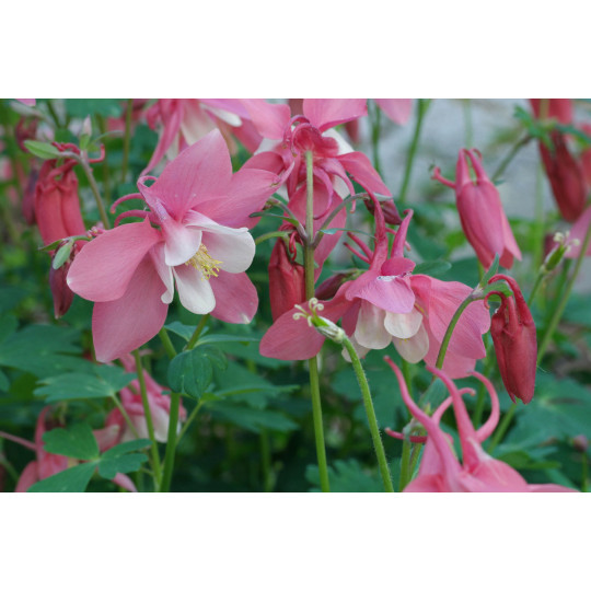 Аквилегия Бидермайер "Aquilegia"