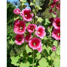 Мальва розовая "Alcea"
