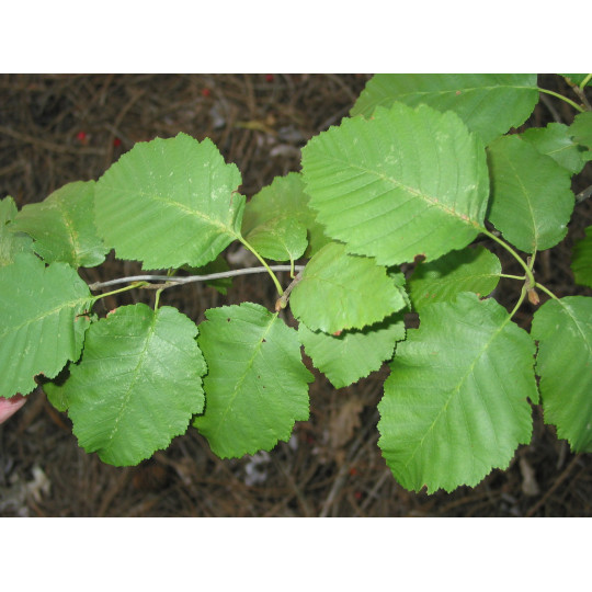 Ольха серая "Alnus"