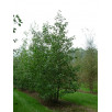 Ольха серая "Alnus"