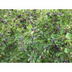 Ирга круглолистная "Amelanchier"
