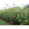 Ирга круглолистная "Amelanchier"