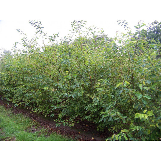 Ирга круглолистная "Amelanchier"