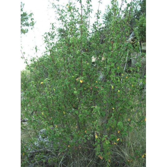 Ирга круглолистная "Amelanchier"