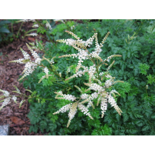 Волжанка кокорышелистная "Aruncus"