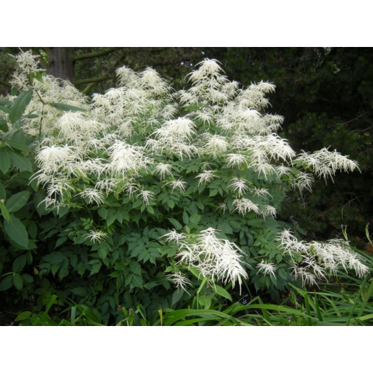 Волжанка двудомная "Aruncus"