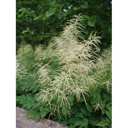 Волжанка двудомная "Aruncus"