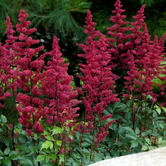 Астильба Арендса Бургунди Ред "Burgundy Red"