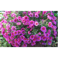 Астра кустарниковая "Pink Beauty"
