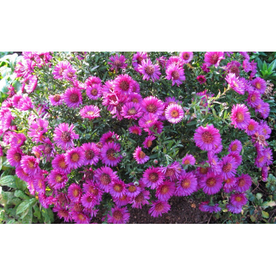 Астра кустарниковая "Pink Beauty"