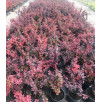 Барбарис Тунберга Атропурпуреа "Atropurpurea"