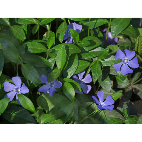 Барвинок малый "Vinca"
