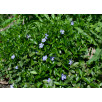 Барвинок малый "Vinca"