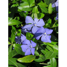 Барвинок малый "Vinca"