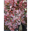 Барбарис Тунберга "Atropurpurea Nana"
