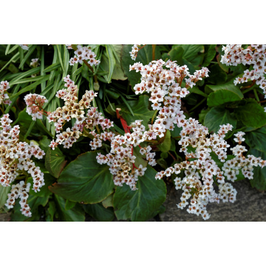 Бадан "Bressingham White"