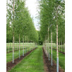 Береза бородавчатая "Betula"